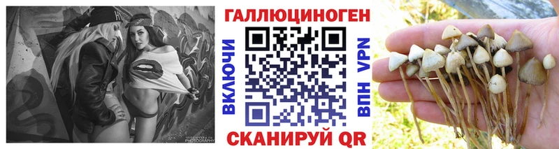 Купить  Валуйки  Псилоцибиновые грибы Cubensis 